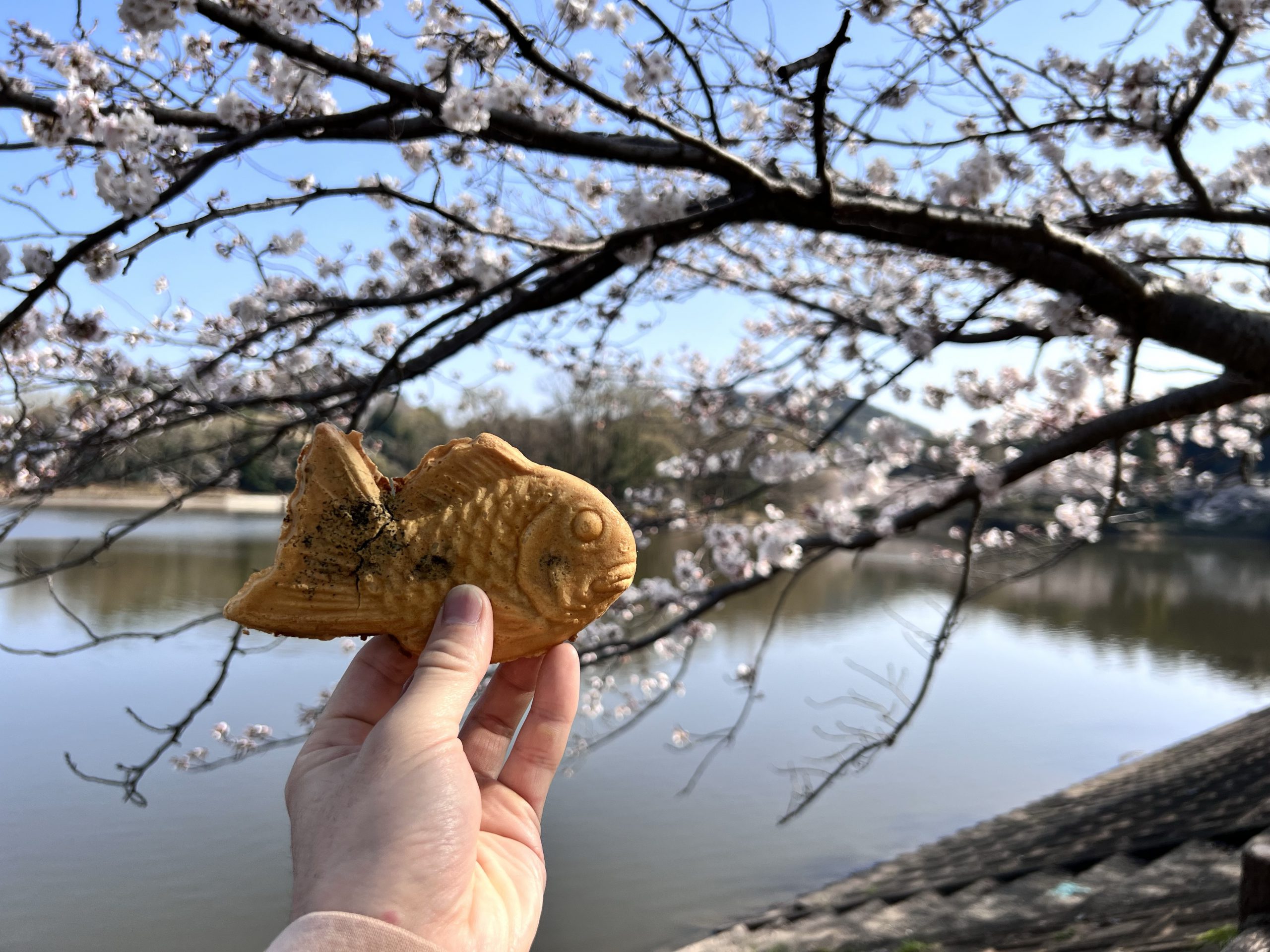 花より◯◯?