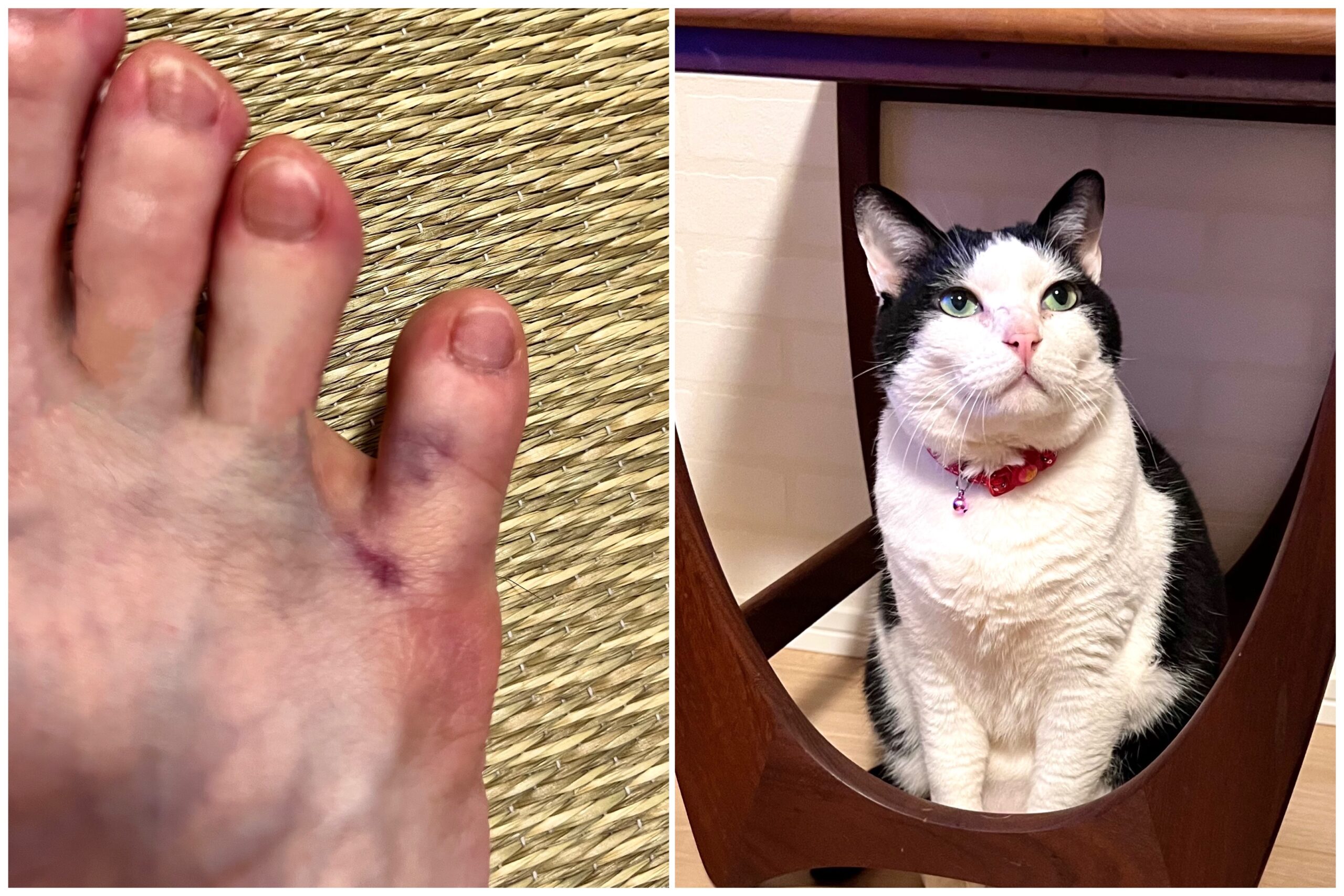 朝から猫は◯◯して、、、ボクは負傷しました?