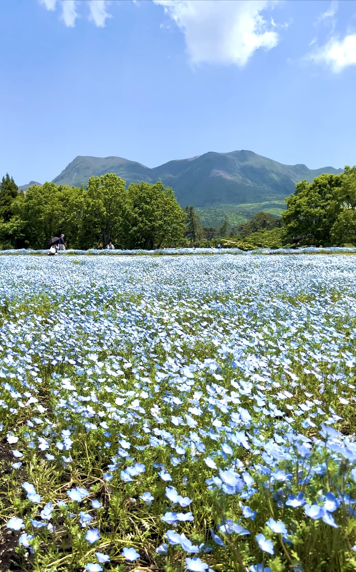 母の日という事で。くじゅう花公園に行ってきました。